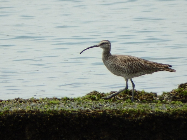 20150506-koushienhama-15-P5060715