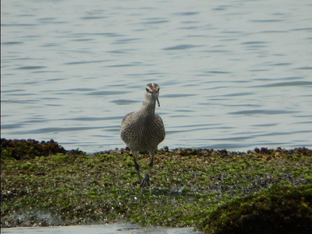 20150506-koushienhama-16-P5060722