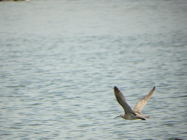 20150506-koushienhama-17-P5060759