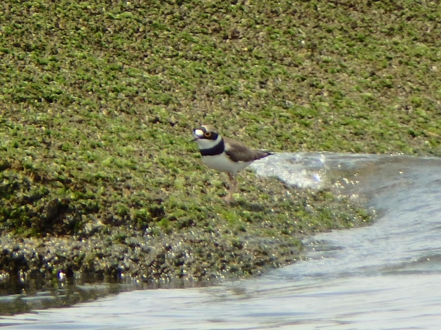 20150506-koushienhama-18-P5060771