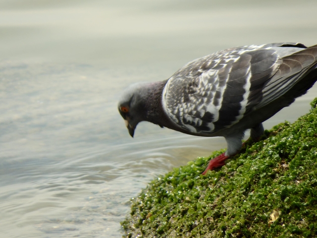 20150506-koushienhama-18-P5060777