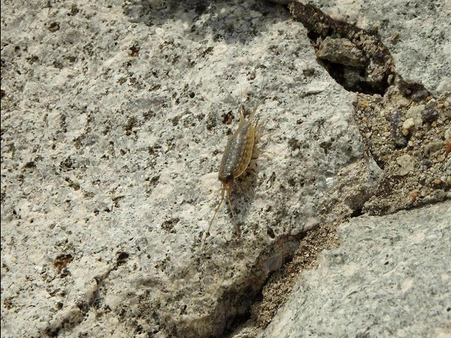 20150506-koushienhama-20-P5060799