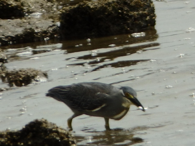 20150506-koushienhama-21-P5060878