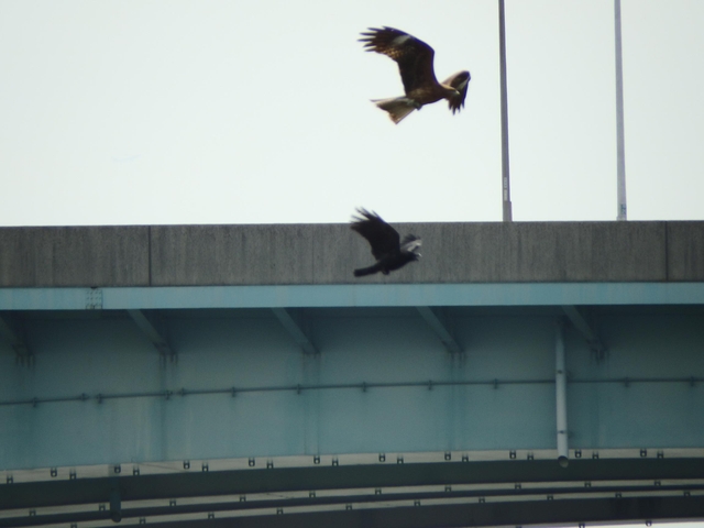 20150506-koushienhama-22-P5060952