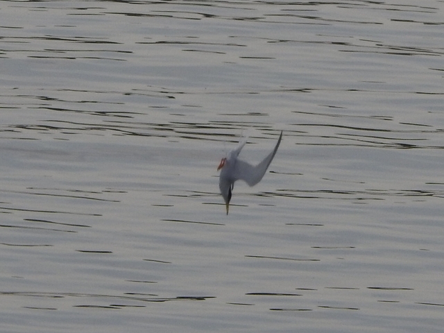 20150506-koushienhama-23-ajisashi- 011