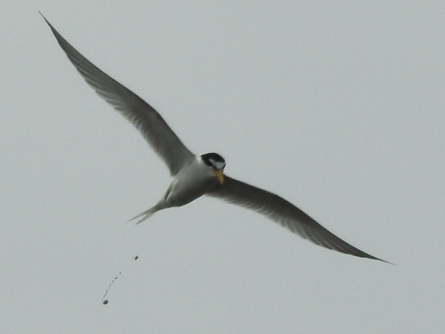 20150506-koushienhama-24-ajisashi- 013-2