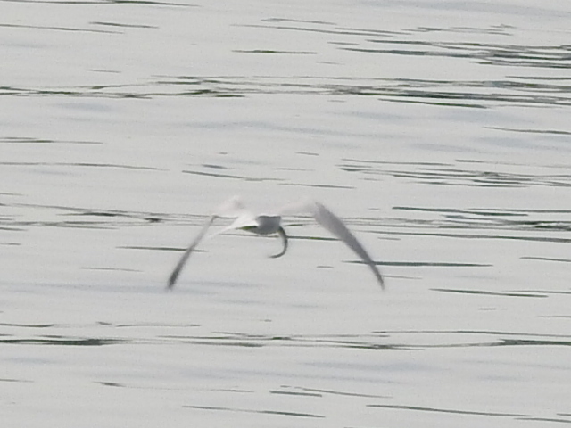 20150506-koushienhama-25-ajisashi- 014