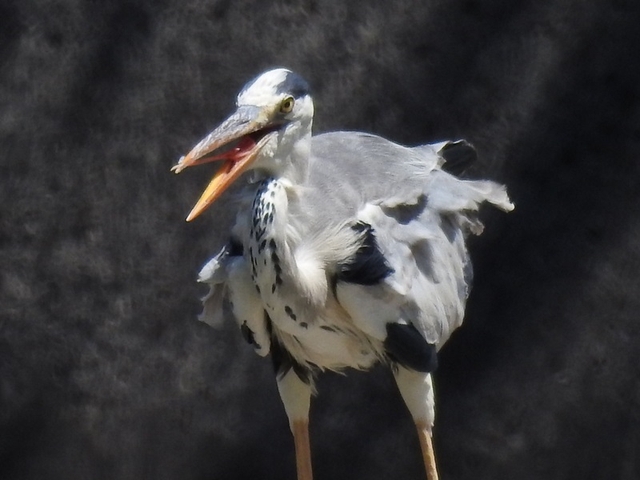 20150720-haibara-01-RSCN4645