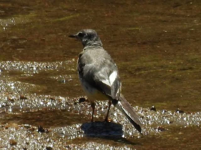 20150720-haibara-02-RSCN4598