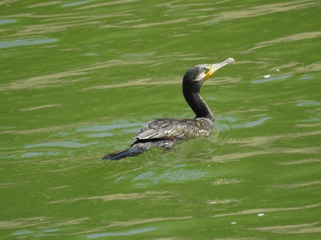 20150720-haibara-03-DSCN4638