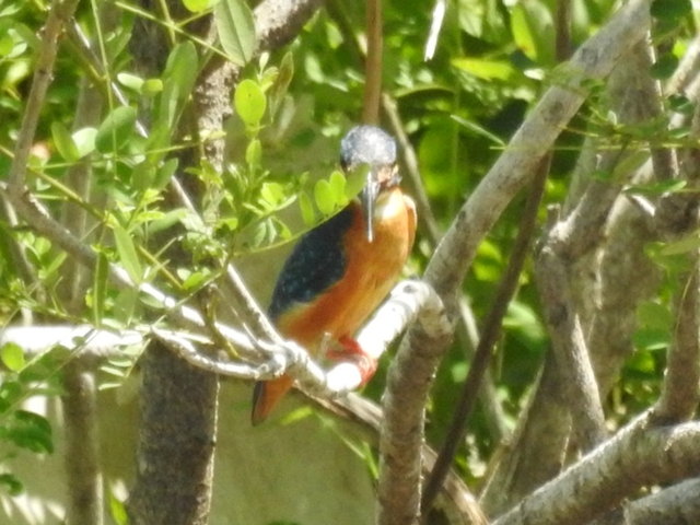 20150720-haibara-04-DSCN4636