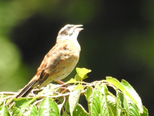 20150720-haibara-05-DSCN4586