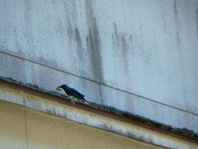 20150720-haibara-06-isohiyo