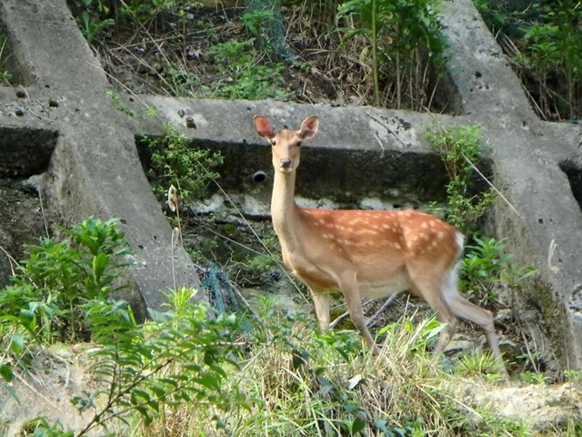 20150720-haibara-07-shika