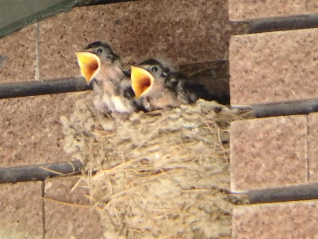 20150720-haibara-08-tsubame