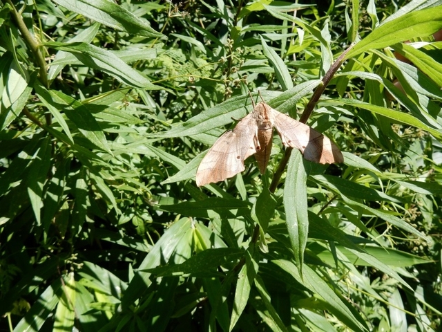 20150720-haibara-09-ga