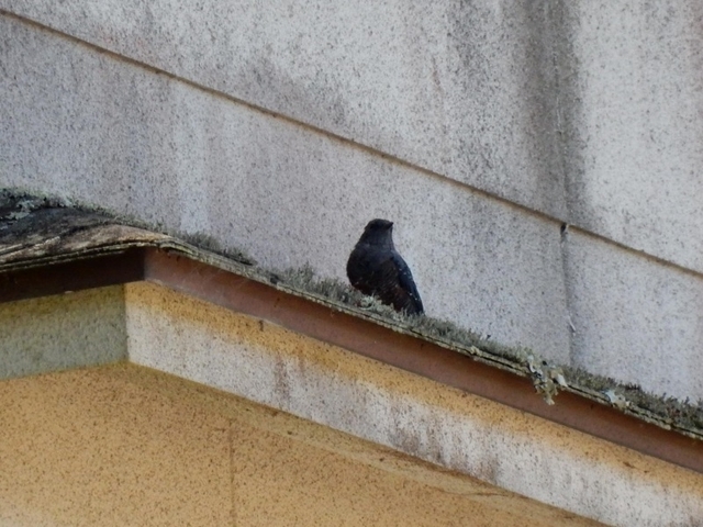 20150720-haibara-10-isohiyo