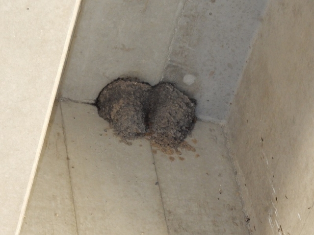 20150720-haibara-11-iwatsubamenosu