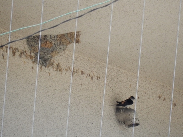 20150720-haibara-12-koshiaka