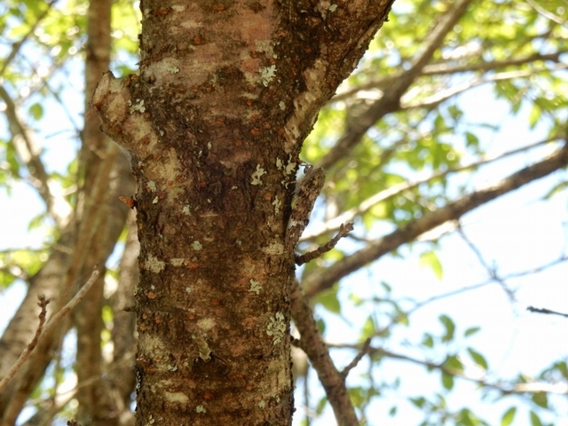 20150720-haibara-13-niiniizemi