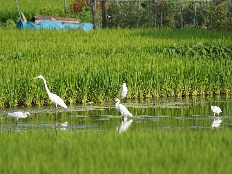 20150808-funato-01kosagi�F�B�e-���G�K