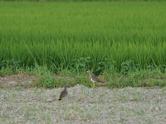 20150808-funato-02kerii�F�B�e-���G�K