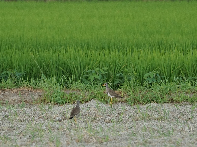 20150808-funato-02kerii�F�B�e-���G�K