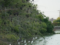 20150808-funato-03kawaui�F�B�e-���G�K