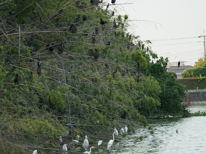 20150808-funato-03kawaui�F�B�e-���G�K