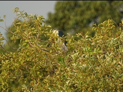 20150808-funato-04goisagii�F�B�e-���G�K