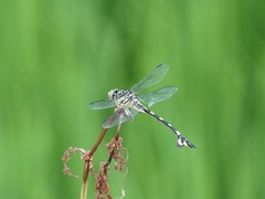 20150808-funato-05uchiwayanmai�F�B�e-���G�K