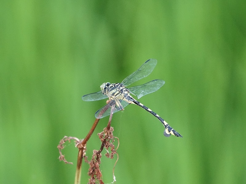 20150808-funato-05uchiwayanmai�F�B�e-���G�K