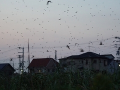 20150808-funato-06tsubamei�F�B�e-���G�K