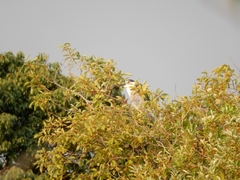 20150808-funato-08goisagi�F�B�e-��c��q