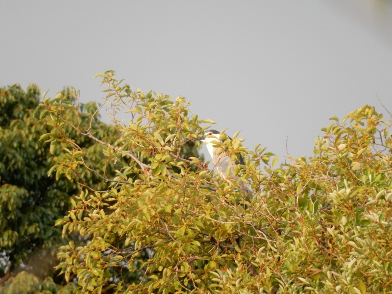 20150808-funato-08goisagi�F�B�e-��c��q