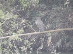 20150808-funato-09hoshigoi1i�F�B�e-��c��q