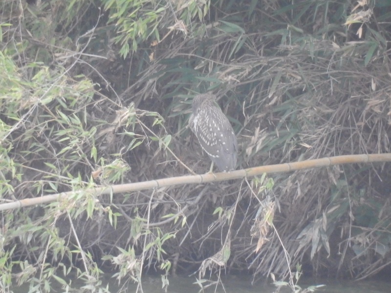 20150808-funato-09hoshigoi1i�F�B�e-��c��q