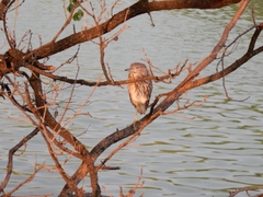 20150808-funato-10hoshigoi2i�F�B�e-��c��q