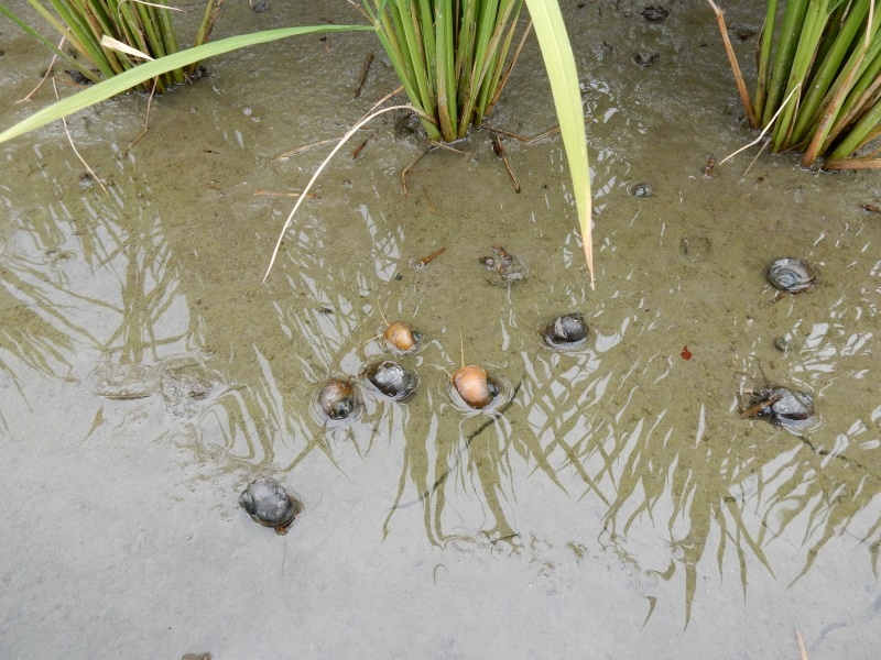 20150808-funato-11jyambotanishii�F�B�e-��c��q