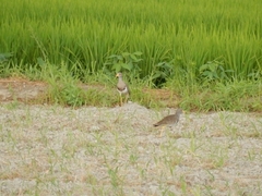 20150808-funato-12kerii�F�B�e-��c��q