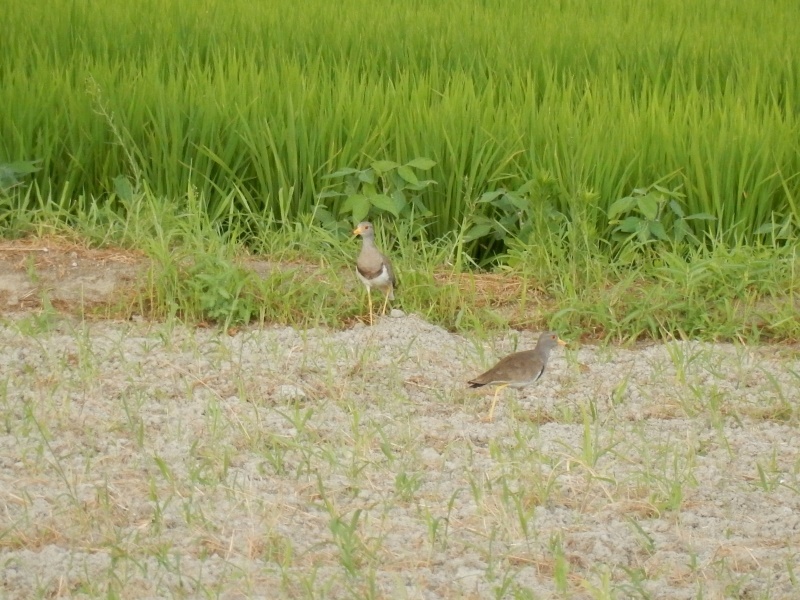 20150808-funato-12kerii�F�B�e-��c��q