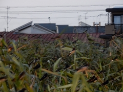 20150808-funato-14tsubame�F�B�e-�x�����_