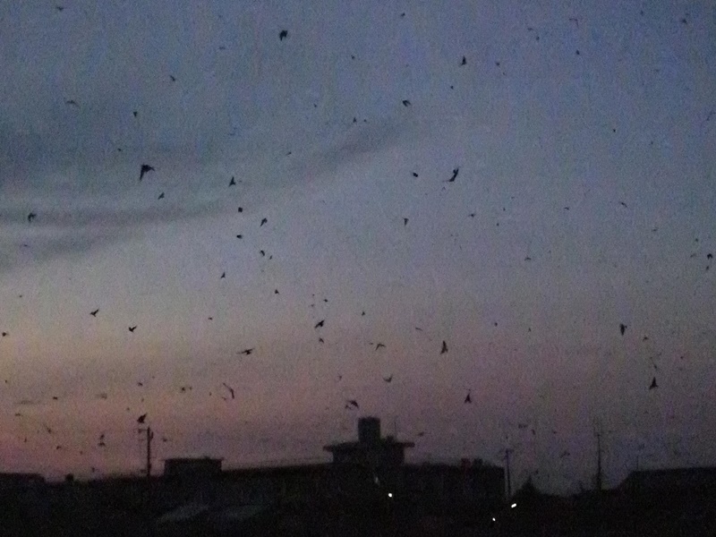 20150808-funato-15-083�F�B�e-�x�����_