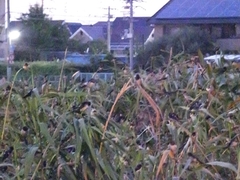 20150808-funato-16-087�F�B�e-�x�����_