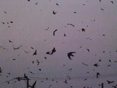 20150808-funato-18-075�F�B�e-�x�����_