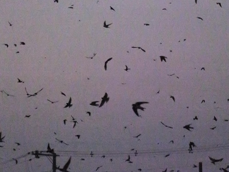 20150808-funato-18-075�F�B�e-�x�����_