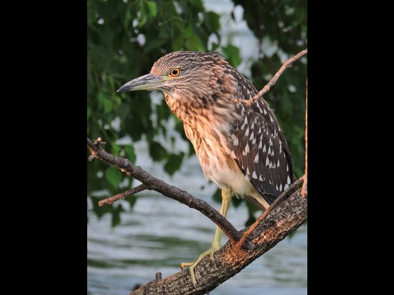 20150808-funato-19-goisagi�F�B�e-�R�c�F��