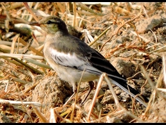 20150808-funato-21�F�B�e-�R�c�F��