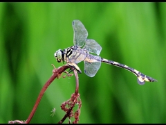 20150808-funato-22�F�B�e-�R�c�F��