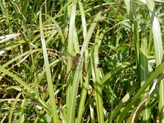 05-20150922-soni-���̃o�b�^�̖��O�́H�X�X�L�ŋx�ރm�V���g���{-k